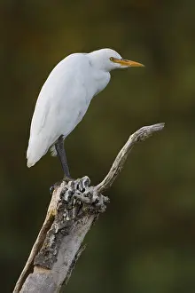 Rennvogel, Bubulcus ibis