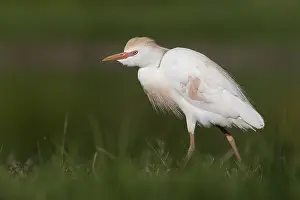 Bubulcus Ibis Drucke: Cattle Egret, Bubulcus ibis