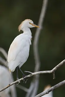 Bubulcus Ibis Drucke: Cattle Egret, Bubulcus ibis