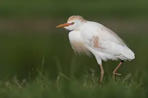 Bubulcus Ibis Drucke: Cattle Egret, Bubulcus ibis