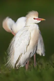 Bird Portrait Photos Drucke: Cattle Egret, Bubulcus ibis