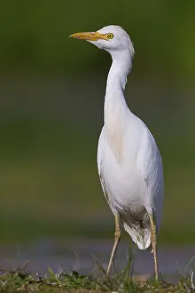 Daytime Bird Photography Tips Drucke: Cattle Egret, Bubulcus ibis