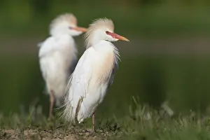 Breeding Plumage Birds Drucke: Cattle Egret, Bubulcus ibis
