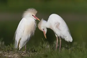 Bubulcus Ibis Drucke: Cattle Egret, Bubulcus ibis
