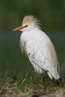 Cattle Egret Portrait Drucke: Cattle Egret, Bubulcus ibis