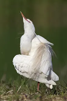 Campania Italy Landscapes Drucke: Cattle Egret, Bubulcus ibis