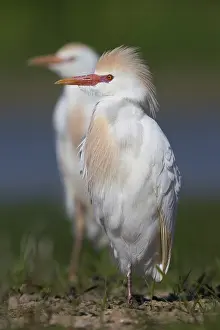 Cattle Egret Drucke: Cattle Egret, Bubulcus ibis