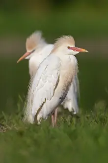 Cattle Egret Drucke: Cattle Egret, Bubulcus ibis