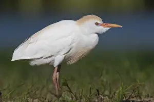 Cattle Egret Drucke: Cattle Egret, Bubulcus ibis
