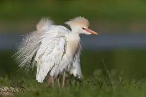 Ciconiiformes Order Drucke: Cattle Egret, Bubulcus ibis