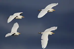Cattle Egret Drucke: Cattle Egret, Bubulcus ibis