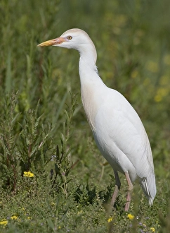 Cattle Egret Images Drucke: Cattle Egret, Koereiger, Bubulcus ibis