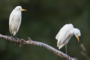 Italian Wildlife Drucke: Cattle Egrets