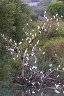 Ciconiiformes Order Drucke: Cattle Egrets