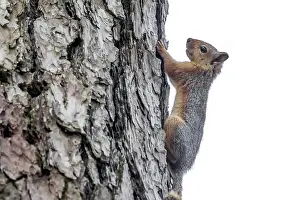 Kaukasische Eichhörnchen, Sciurus anomalus