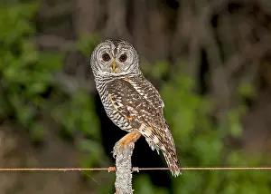 Gerahmter Druck : Chaco-Uhu, Strix chacoensis