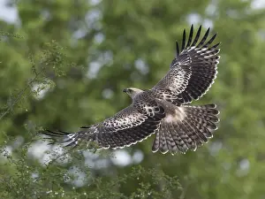 African Nature Images Drucke: Changeable Hawk-Eagle, Nisaetus cirrhatus