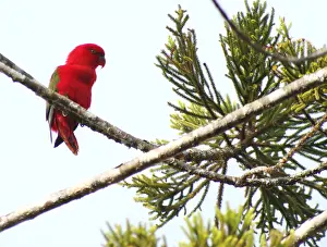 Bilder vom 6. Dezember 2014: Loriengucker, Lorius garrulus