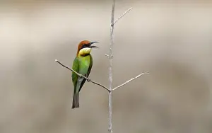 Asian Wildlife Drucke: Chestnut-headed Bee-eater, Merops viridis