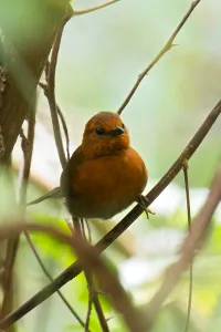 Peru Bird Species Drucke: Chestnut-throated Spinetail