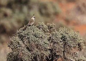 Wildlife In Australia Drucke: Chirruping Wedgebill