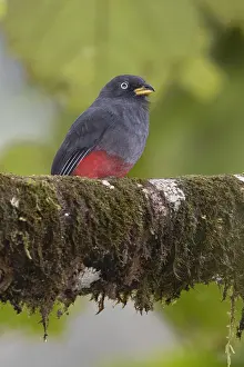 South America Fauna Drucke: Choco Trogon (Trogon comptus)