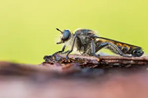 Bilder Datiert 16. Juni 2022: Choerades ignea