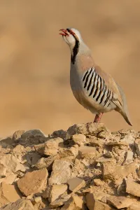 Bilder Datiert 4. April 2018: Chukar