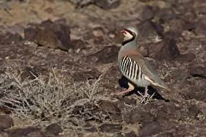 Mongolian Wildlife Drucke: Chukar, Alectoris chukar