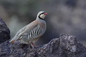 Mongolian Wildlife Drucke: Chukar, Alectoris chukar