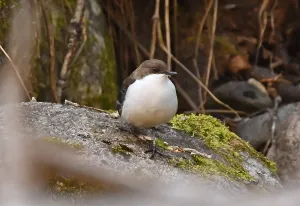 White Throated Dipper Habitat Drucke: Cinclus cinclus leucogaster