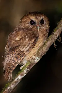 Small Bird Species Drucke: Cinnamon Screech-owl