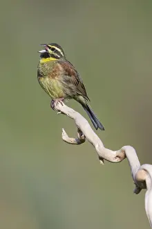 Italian Wildlife Photography Drucke: Cirl Bunting