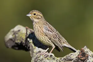 Nature Wildlife Images Drucke: Cirl Bunting