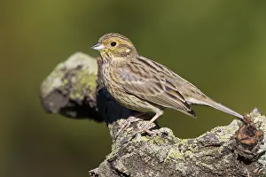 Wildlife In Italy Drucke: Cirl Bunting