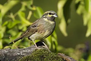 Bird Species Europe Drucke: Cirl Bunting