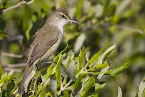 Passeriformes Species Drucke: Clamorous Reed Warbler