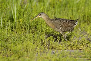 Gerahmter Druck : Klapperschwalbenralle (Rallus crepitans) Gerahmter Druck : Klapperschwalbenralle (Rallus crepitans)
