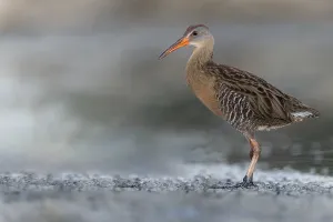 Caribbean Wildlife Photography Drucke: Clapper Rail, Rallus crepitans