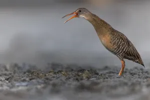 Caribbean Nature Photography Drucke: Clapper Rail, Rallus crepitans