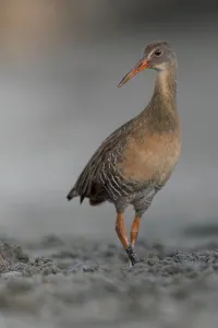 Klapperschwanhuhn, Rallus crepitans