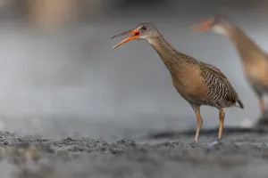 Caribbean Nature Photography Drucke: Clapper Rail, Rallus crepitans