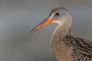 Caribbean Nature Photography Drucke: Clapper Rail, Rallus crepitans