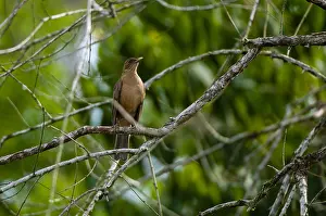 Pacific Ocean Animals Drucke: A clay-colored thrush or robin