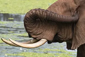 Loxodonta Africana Drucke: Close up of an African elephant