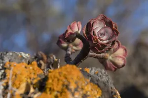Outdoor Plant Photography Drucke: Close up of a Bramwell Aeonium