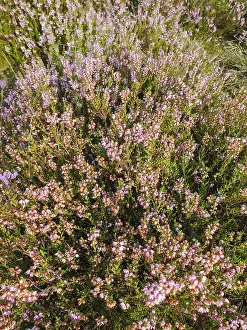 Europe Flora Drucke: Close up of Heather