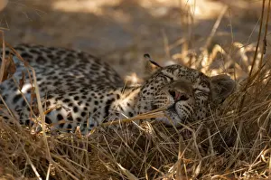 African Nature Reserve Photos Drucke: Close up of a leopard, Panthera pardus
