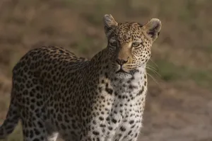 African Leopard Images Drucke: Close up portrait of an alert leopard