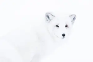 Vulpes Lagopus Drucke: Close up portrait of an arctic fox